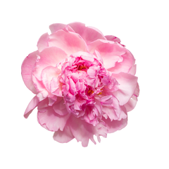 Peony