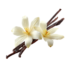 Vanilla