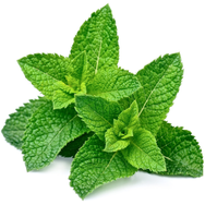 Mint
