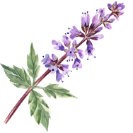 Patchouli