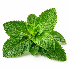 Mint