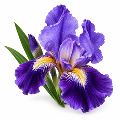 Powdery Iris