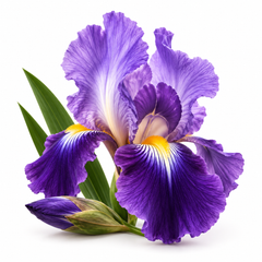 Powdery Iris