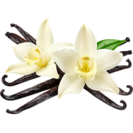 Vanilla Absolute