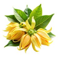 Ylang-Ylang